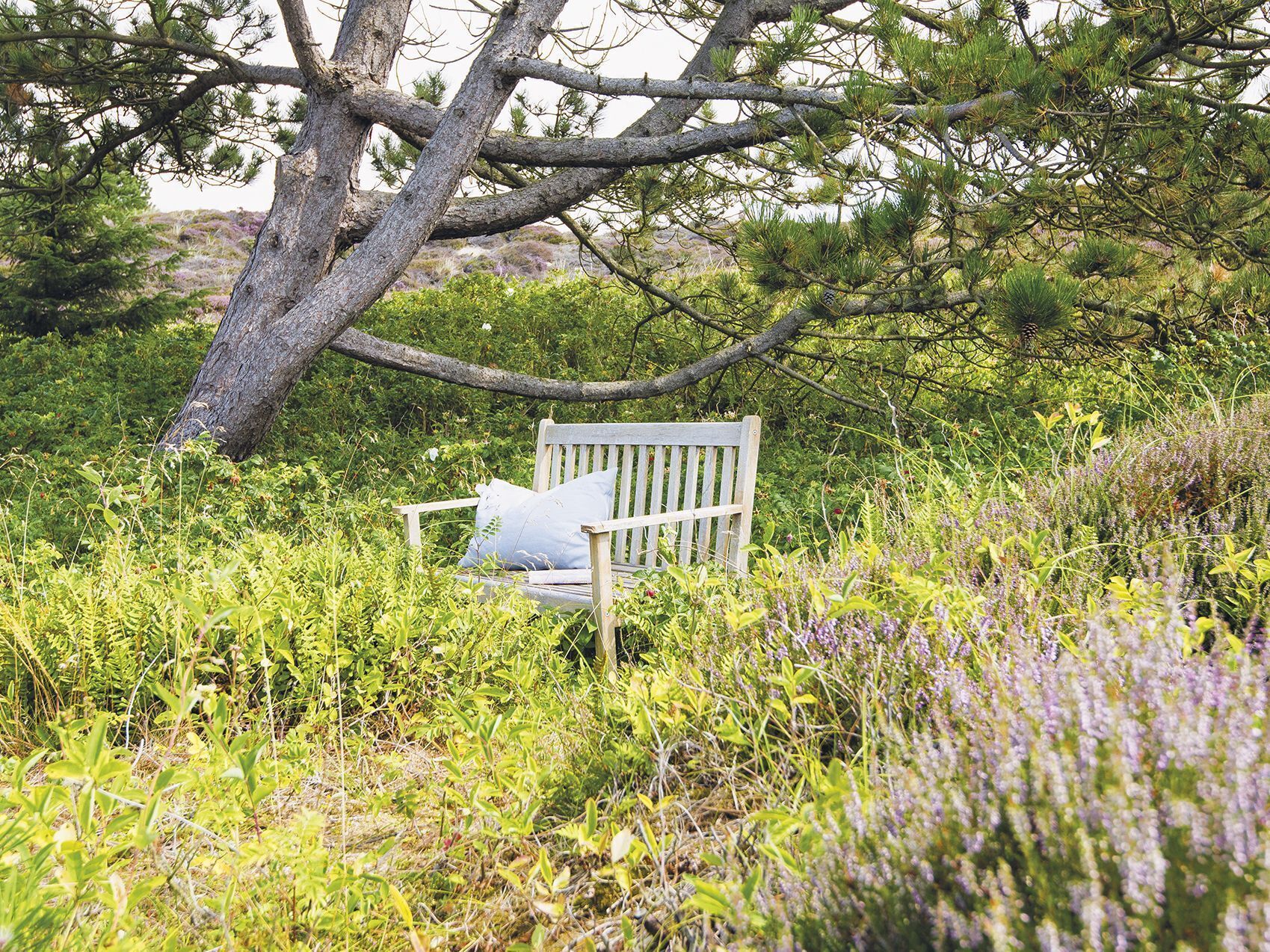 Un banc situé dans un environnement naturel, entouré d’une végétation luxuriante et d’arbres.