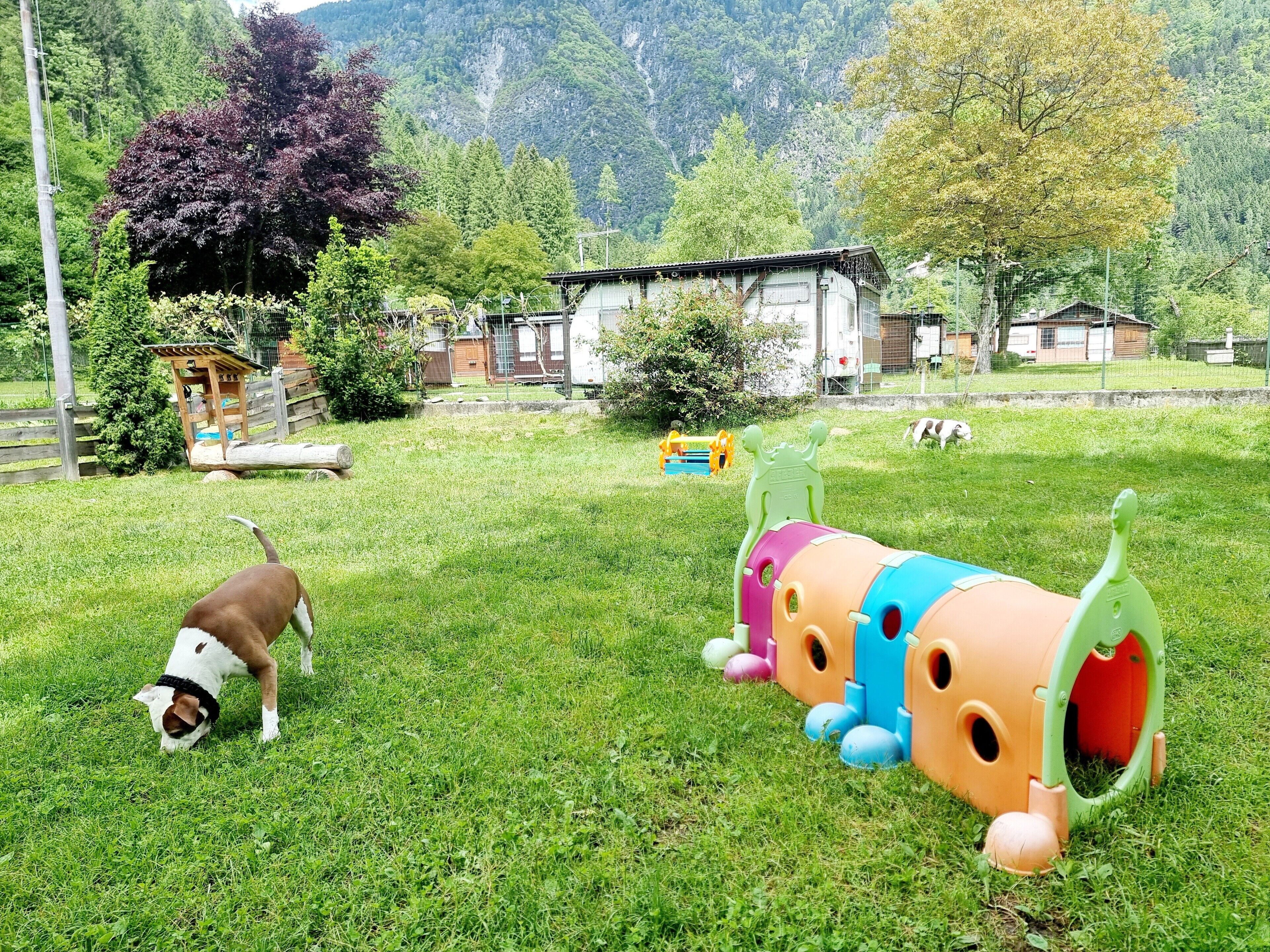 A grassy outdoor area with a dog, a colorful play structure, and a building in the background.