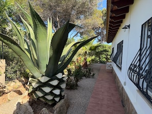 A pathway leading to a building with a white exterior, black wrought iron railings, and a variety of plants including large aloe vera and palm trees.