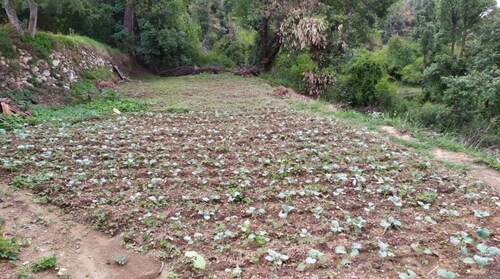 El ROBLE FORREST HOME STAY # 2