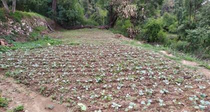 The OAK FORREST HOME STAY #2