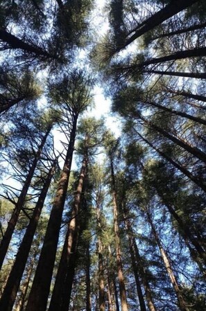 A forest of tall trees with a clear sky above.