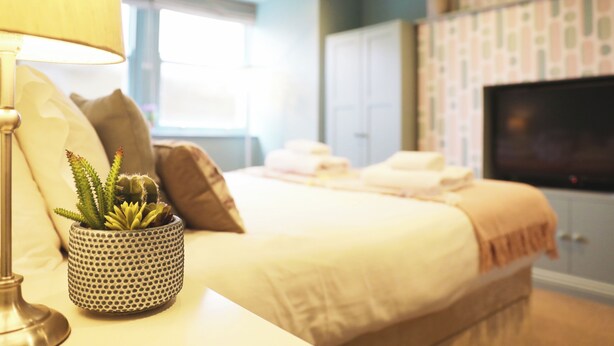 A hotel room with a bed, a TV, a lamp, and a cactus plant.