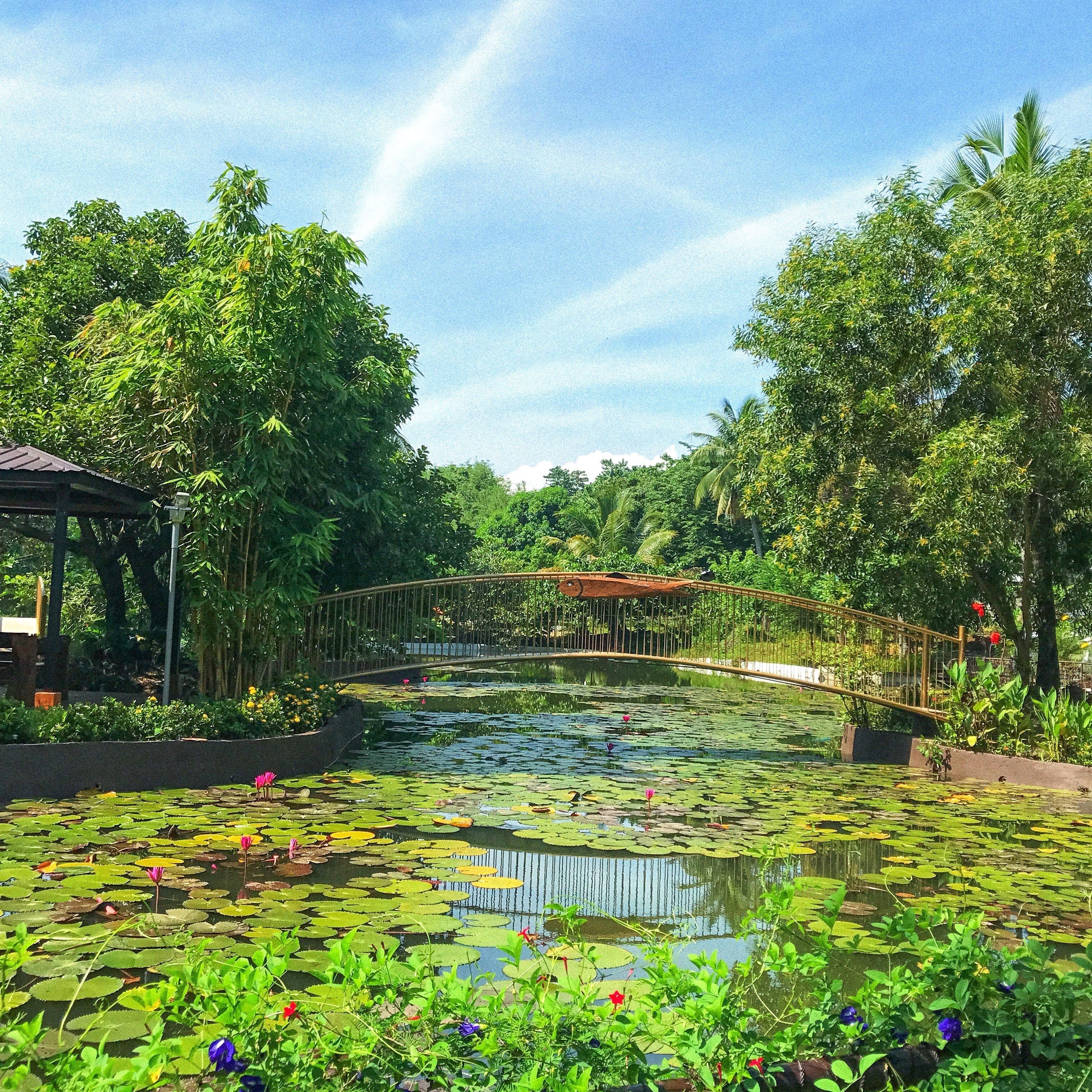 A serene garden with a pond, surrounded by lush greenery and a wooden bridge.