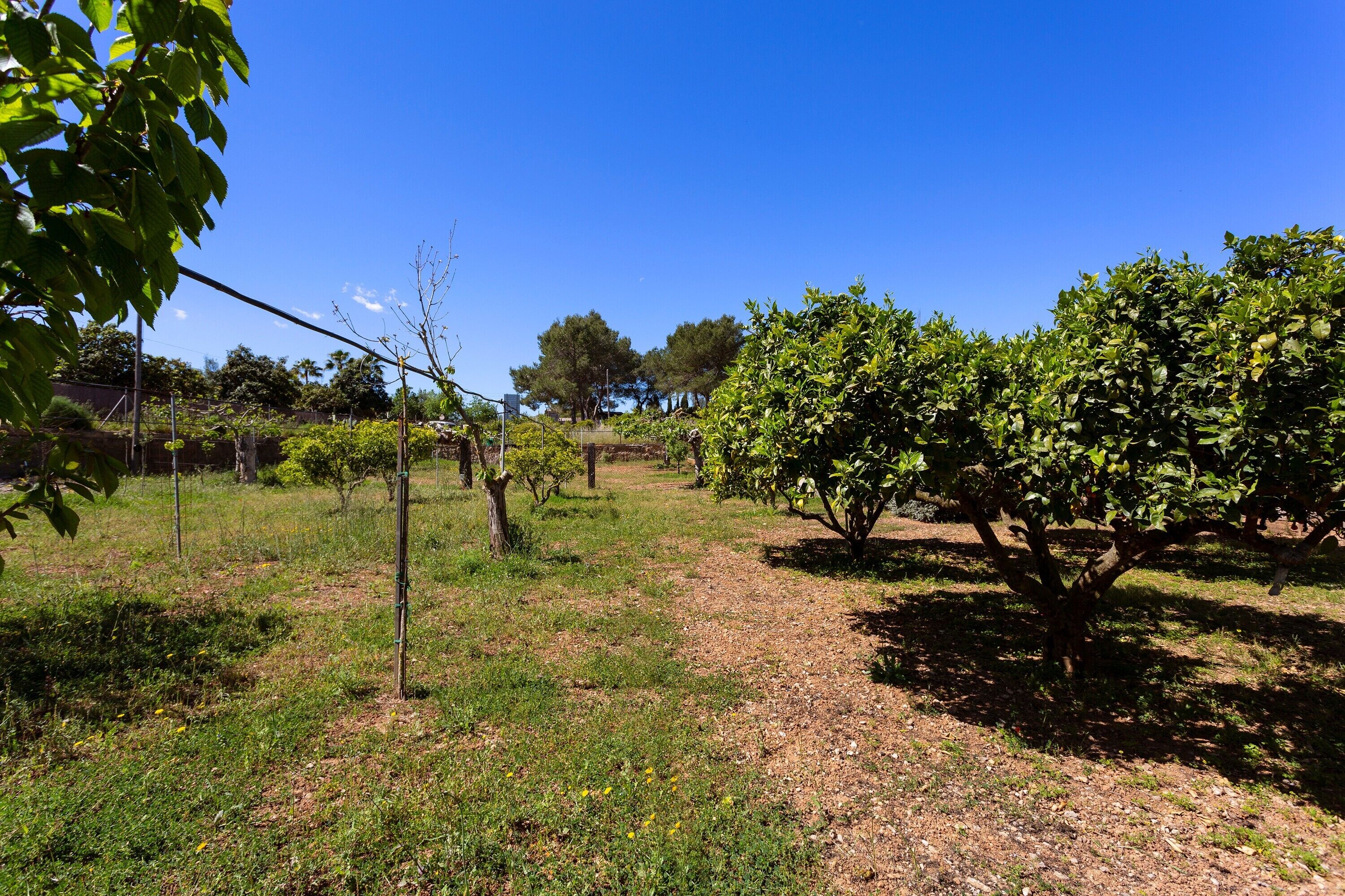 Ein Obstgarten mit Bäumen und blauem Himmel.