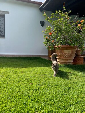 Property grounds - Villa Peditoltu with sea view, mountain view, garden, pool and terrace (Olbia)