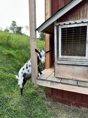 Une chèvre se tient à l’entrée d’une structure en bois dotée d’une fenêtre.