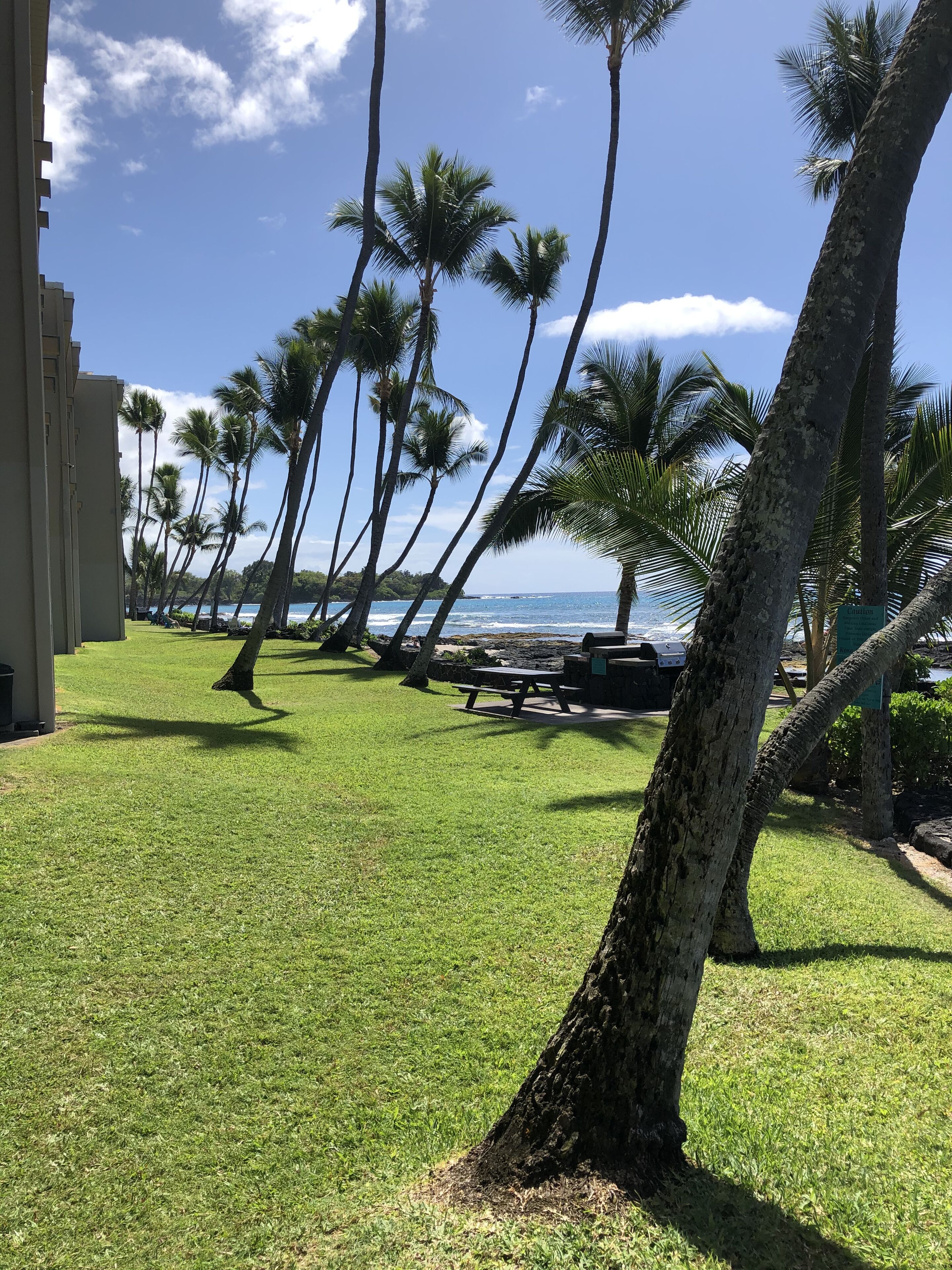 A grassy area with palm trees and a view of the ocean.