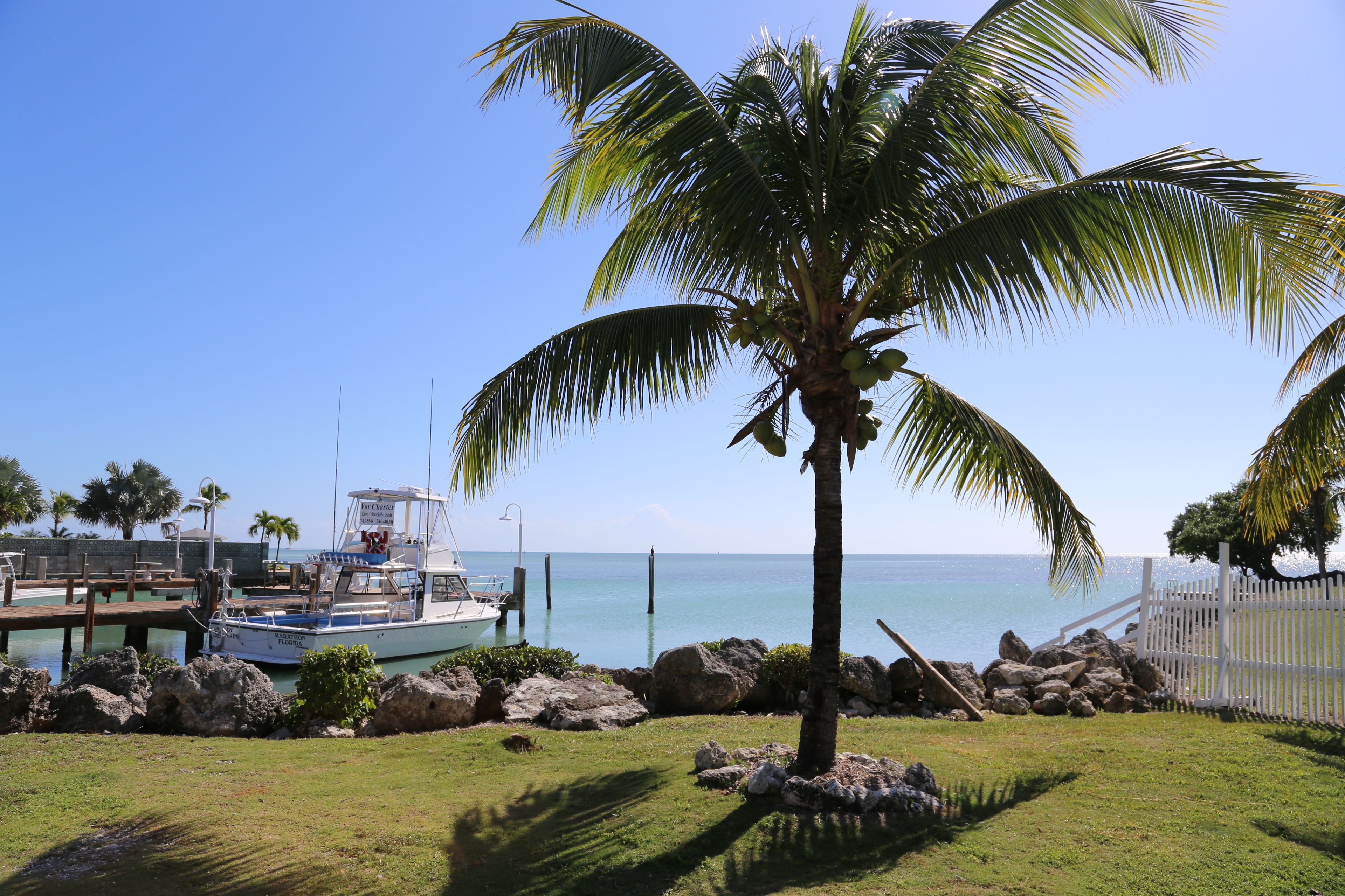A coastal scene with a palm tree, a dock with a boat, and a clear view of the sea.
