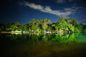Escena nocturna con cielo estrellado, palmeras y un cuerpo de agua en calma que refleja los árboles y el cielo.