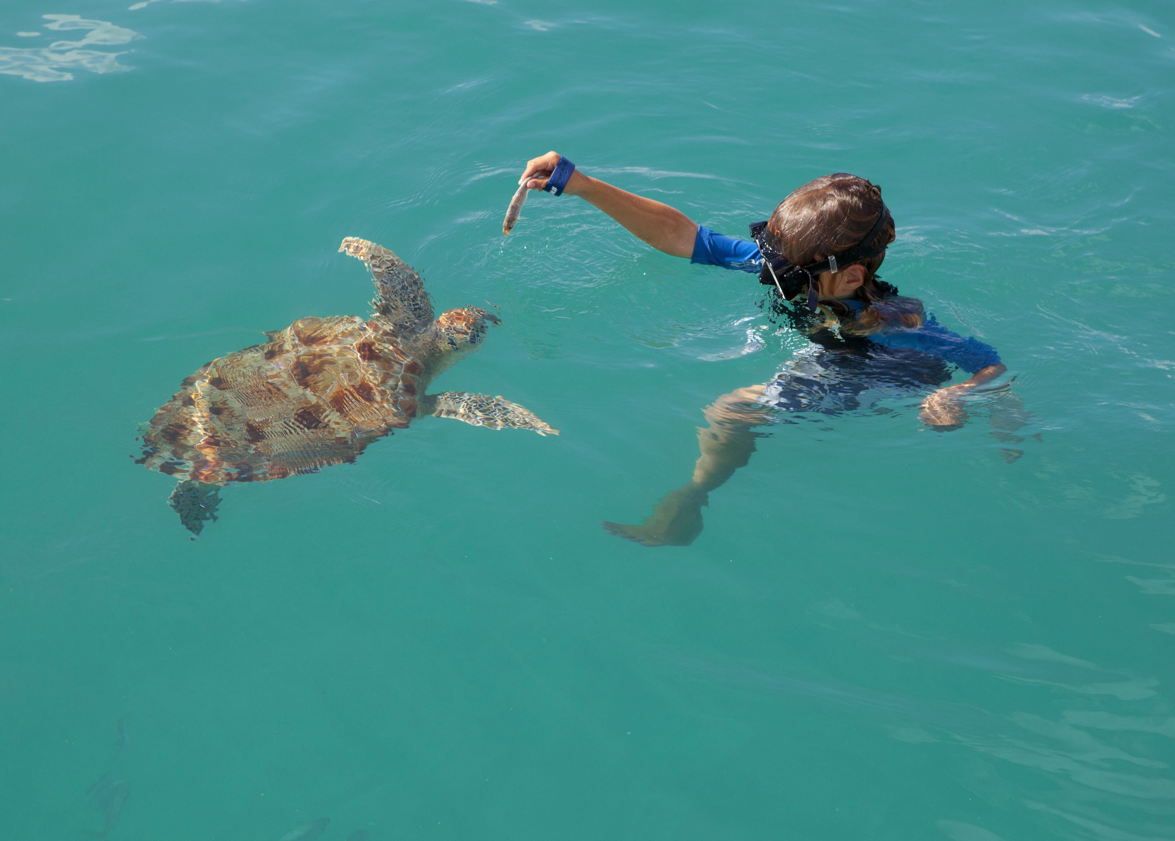 on the beach, white sand, free beach cabanas, sun-loungers