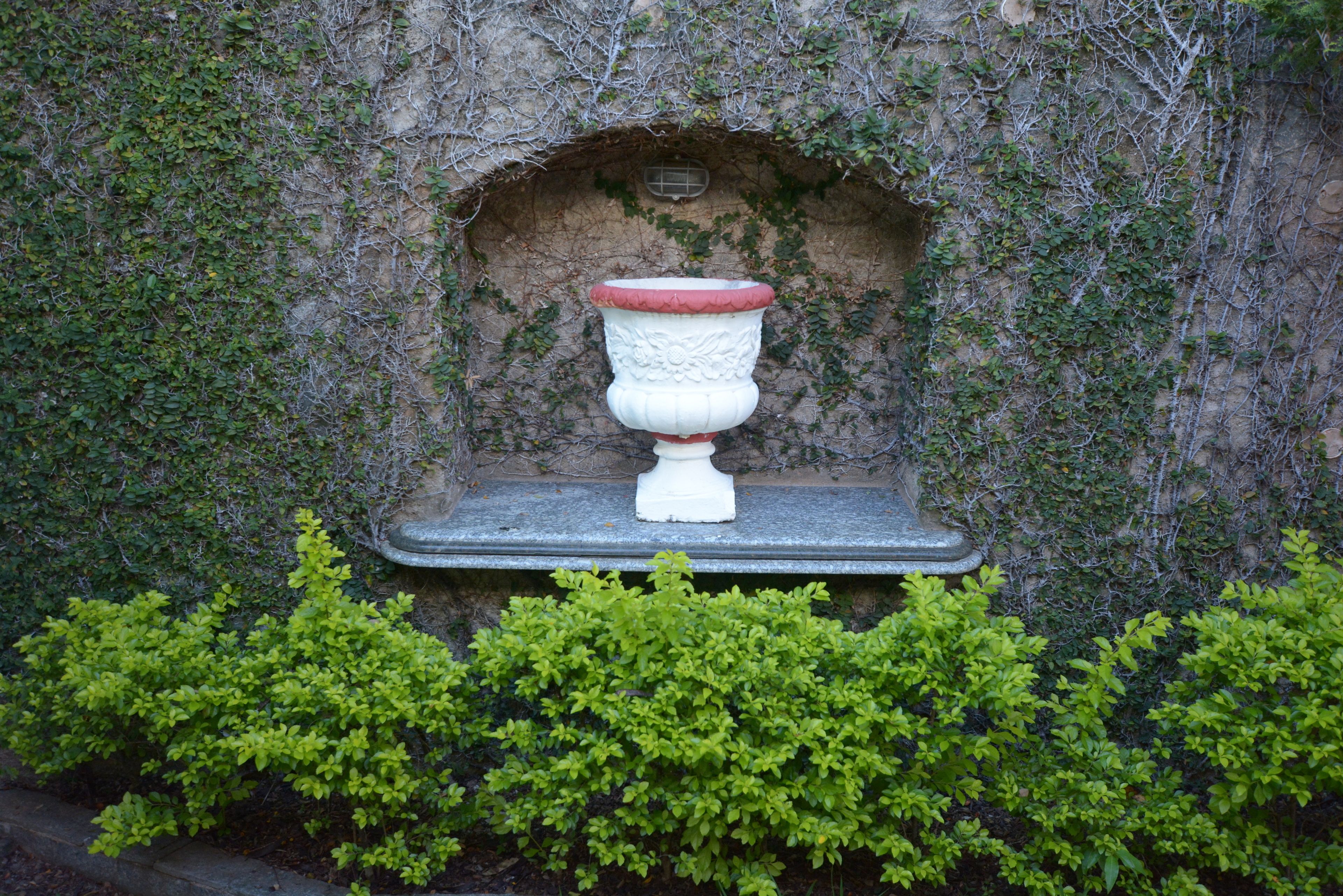 A white urn with a red rim placed on a stone ledge against a wall covered in ivy.