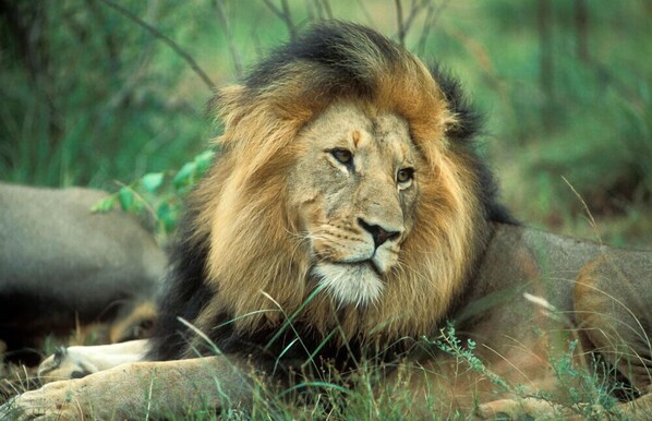 Un león descansando en un entorno natural, rodeado de hierba y follaje.