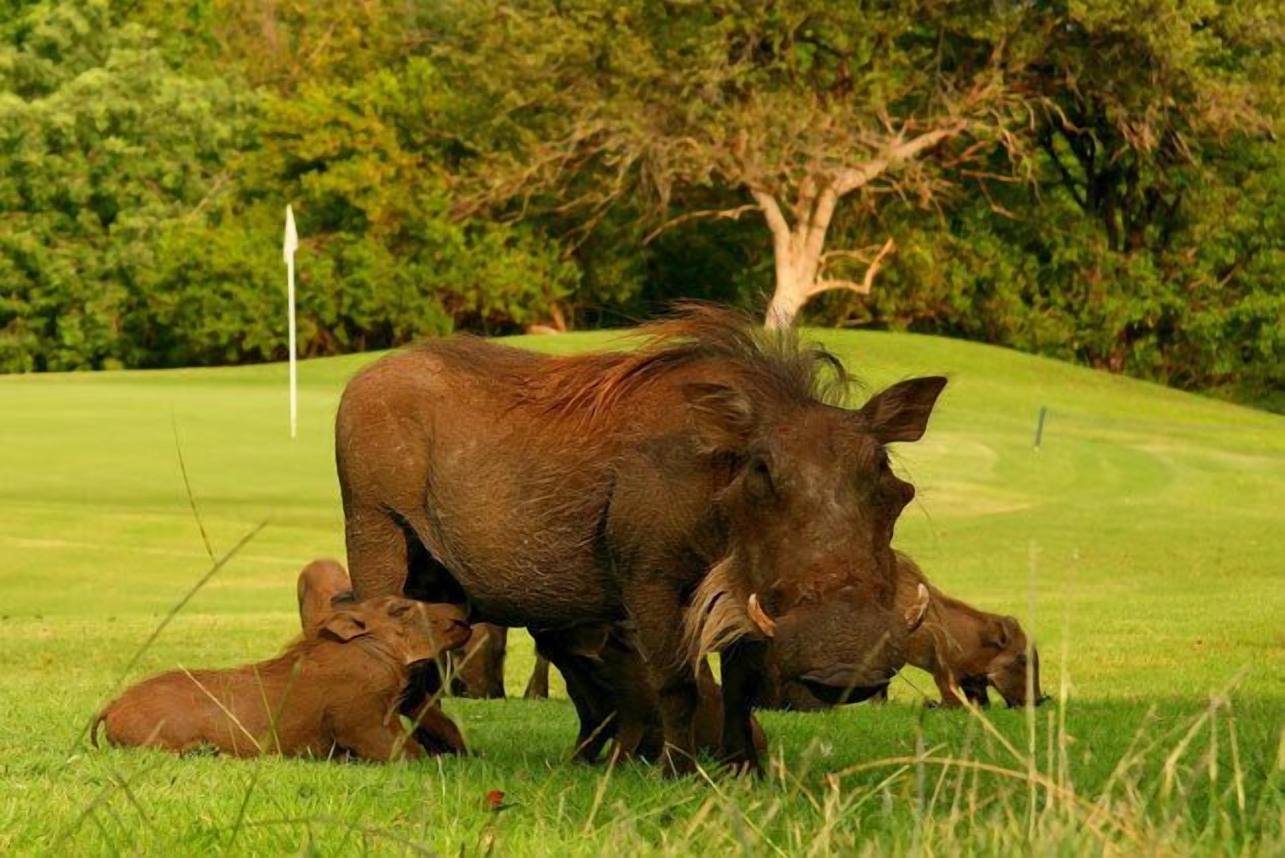 Une scène de la vie sauvage mettant en scène un grand animal et son petit sur un champ herbeux.
