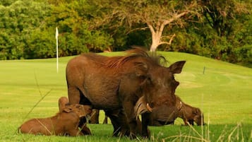 Une scène de la vie sauvage mettant en scène un grand animal et son petit sur un champ herbeux.