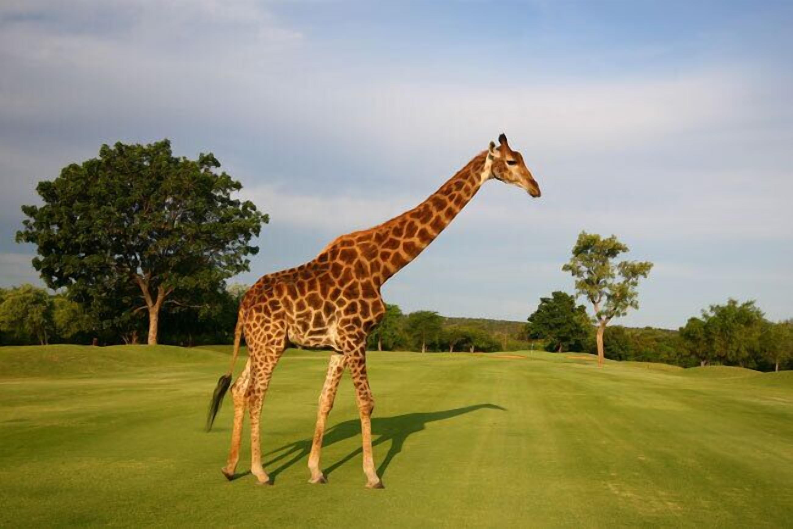 A giraffe walking on a grassy field with trees in the background.