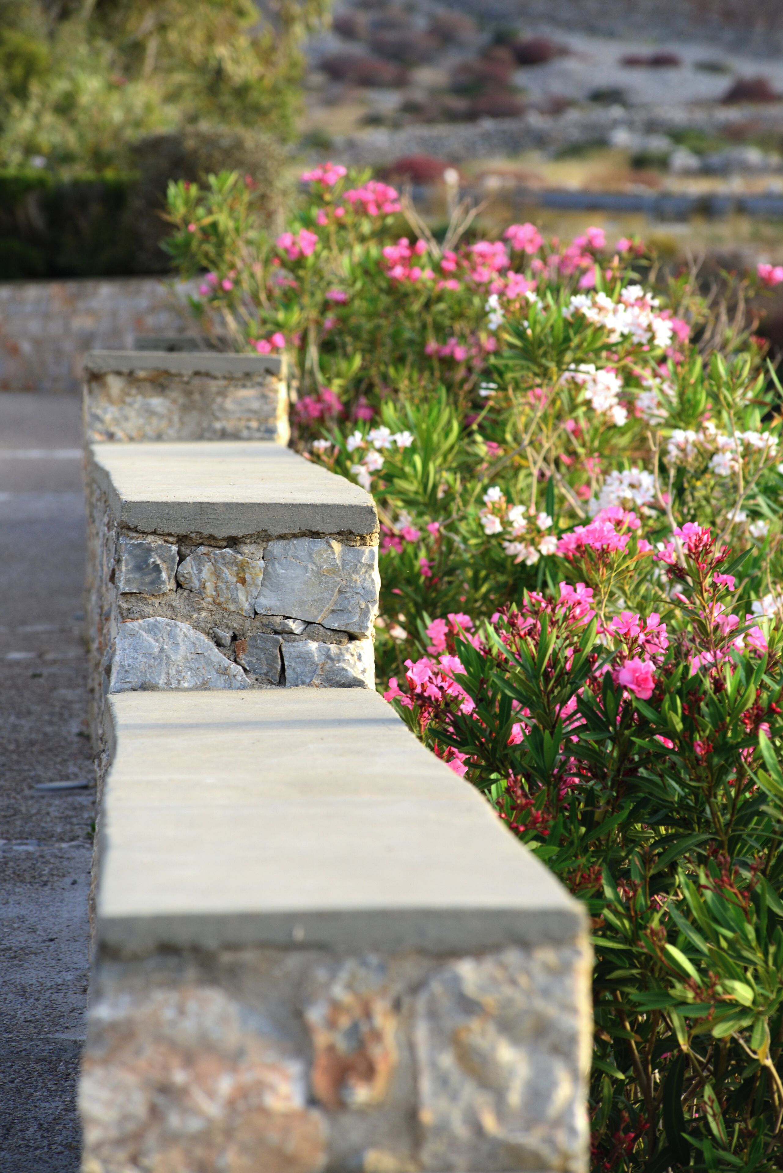 A stone pathway leading through a garden with pink and white flowers.