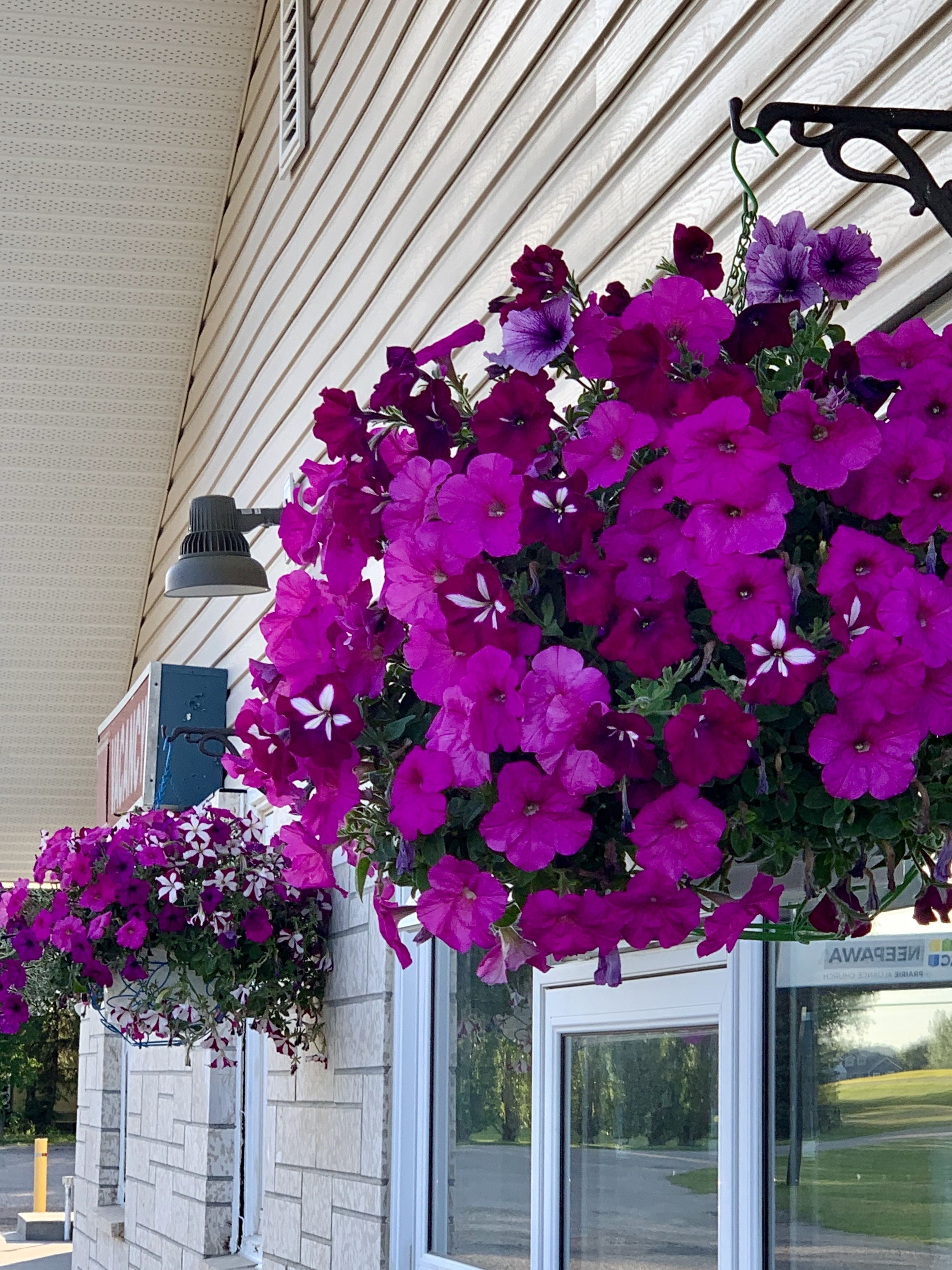 A building with a hanging flower basket filled with vibrant purple flowers.