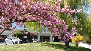 A building with a parking area and a tree with pink blossoms in front. - Hotel Astoria (Saint-Etienne)