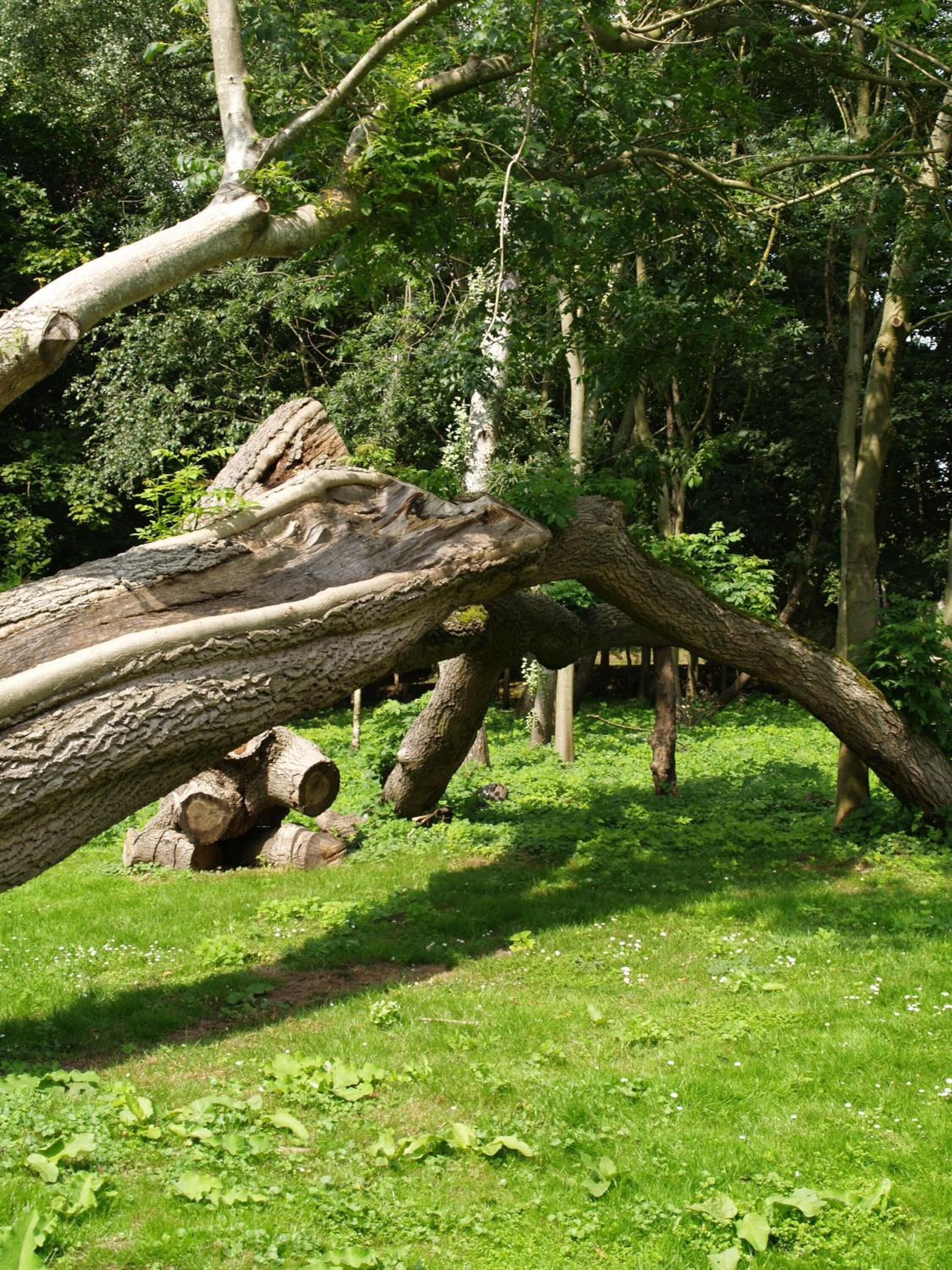 A fallen tree in a grassy area with dense foliage in the background.