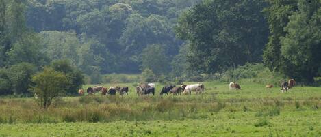A field with a herd of cattle grazing.