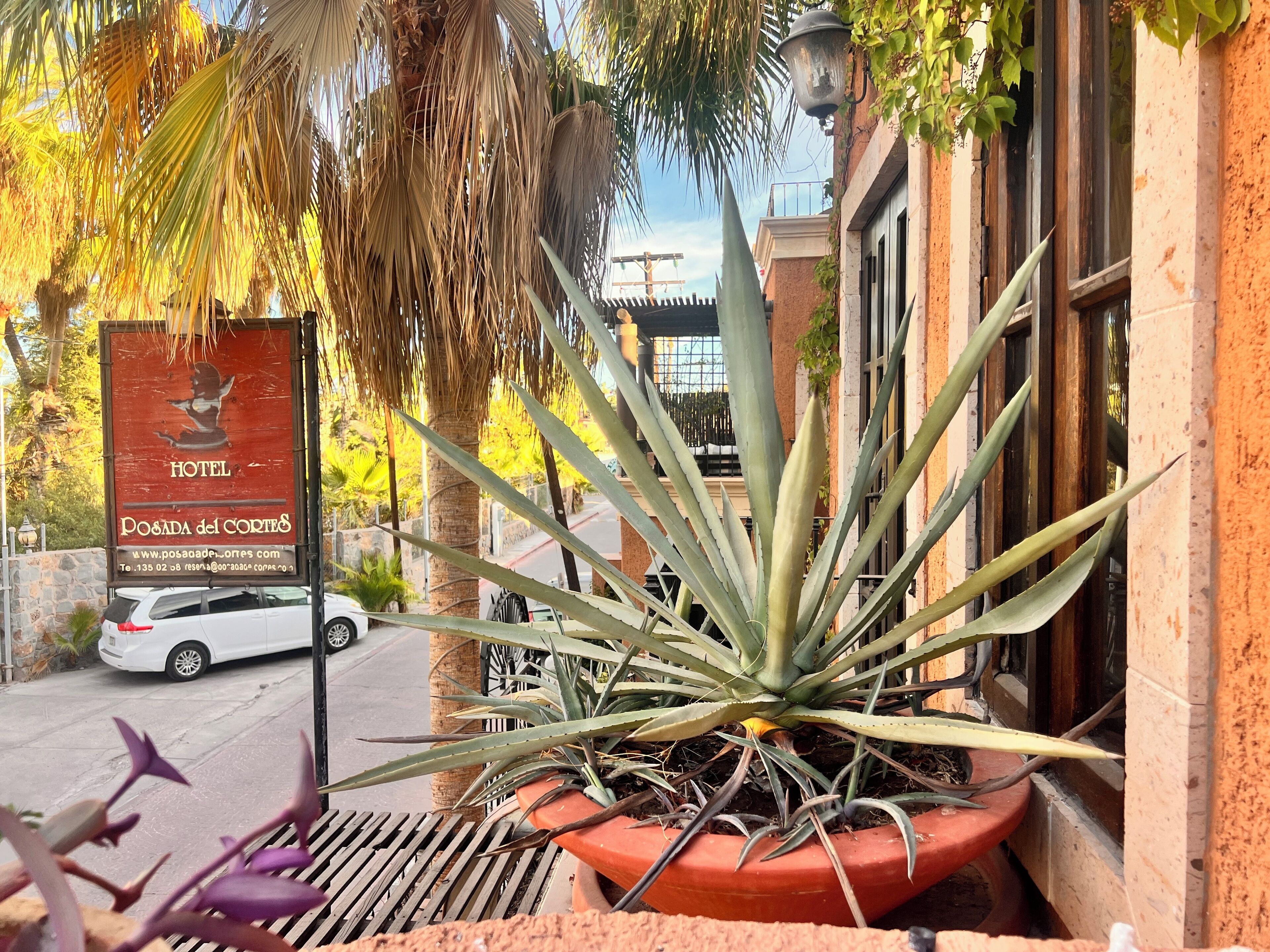 Un letrero de hotel, una planta de agave en maceta y un coche blanco estacionado al frente.