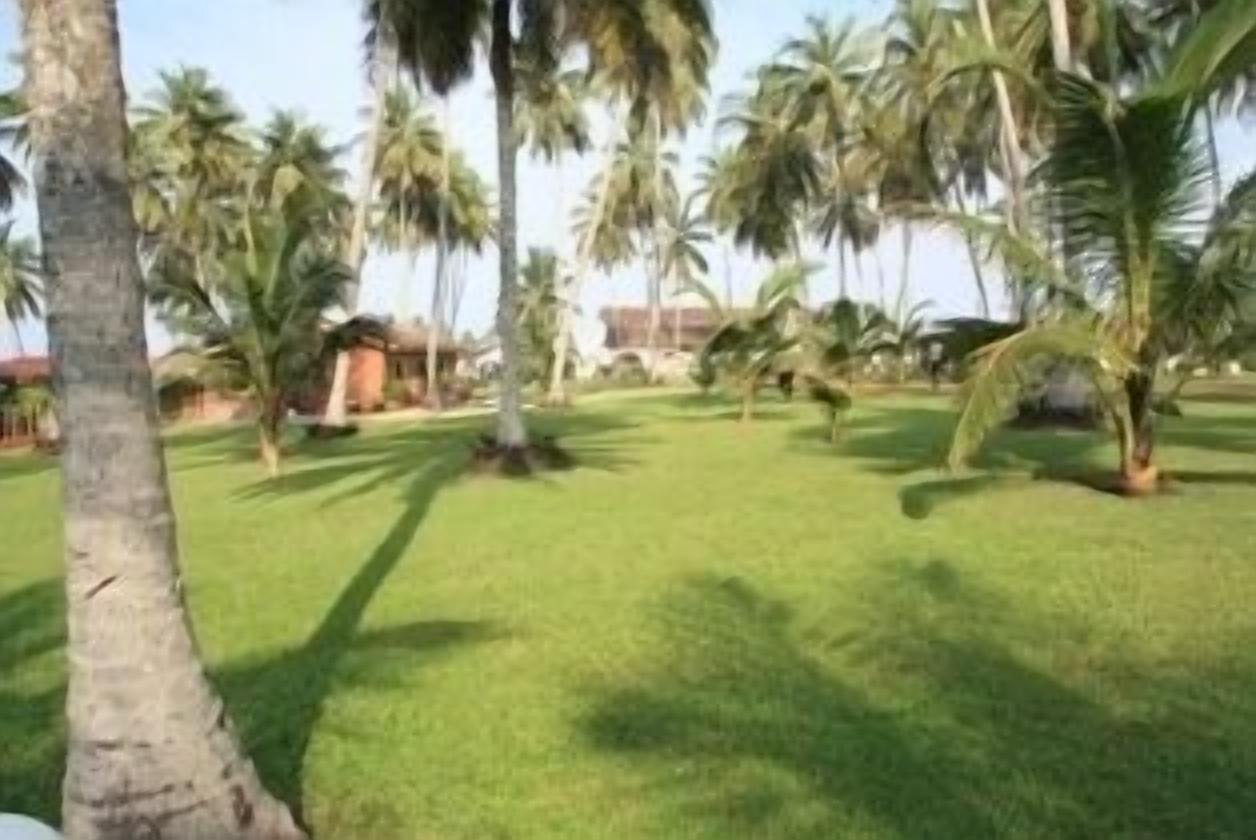 A grassy area with palm trees and a building in the background.