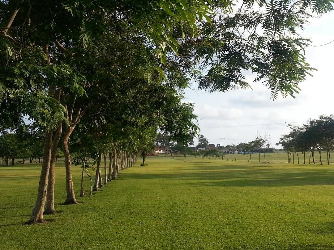 A grassy field with trees lining one side.