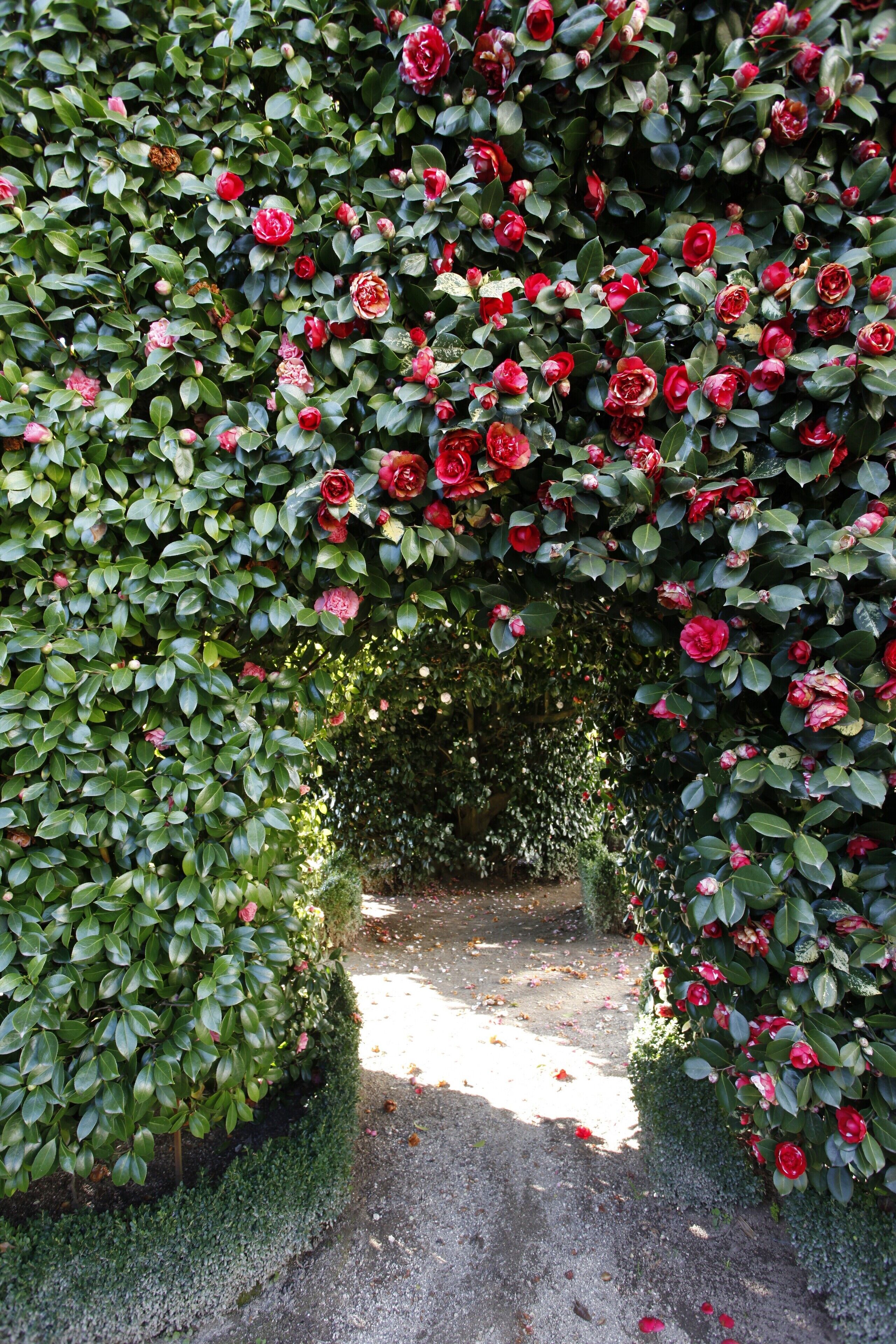 Un sendero rodeado de follaje denso y flores rojas en flor.