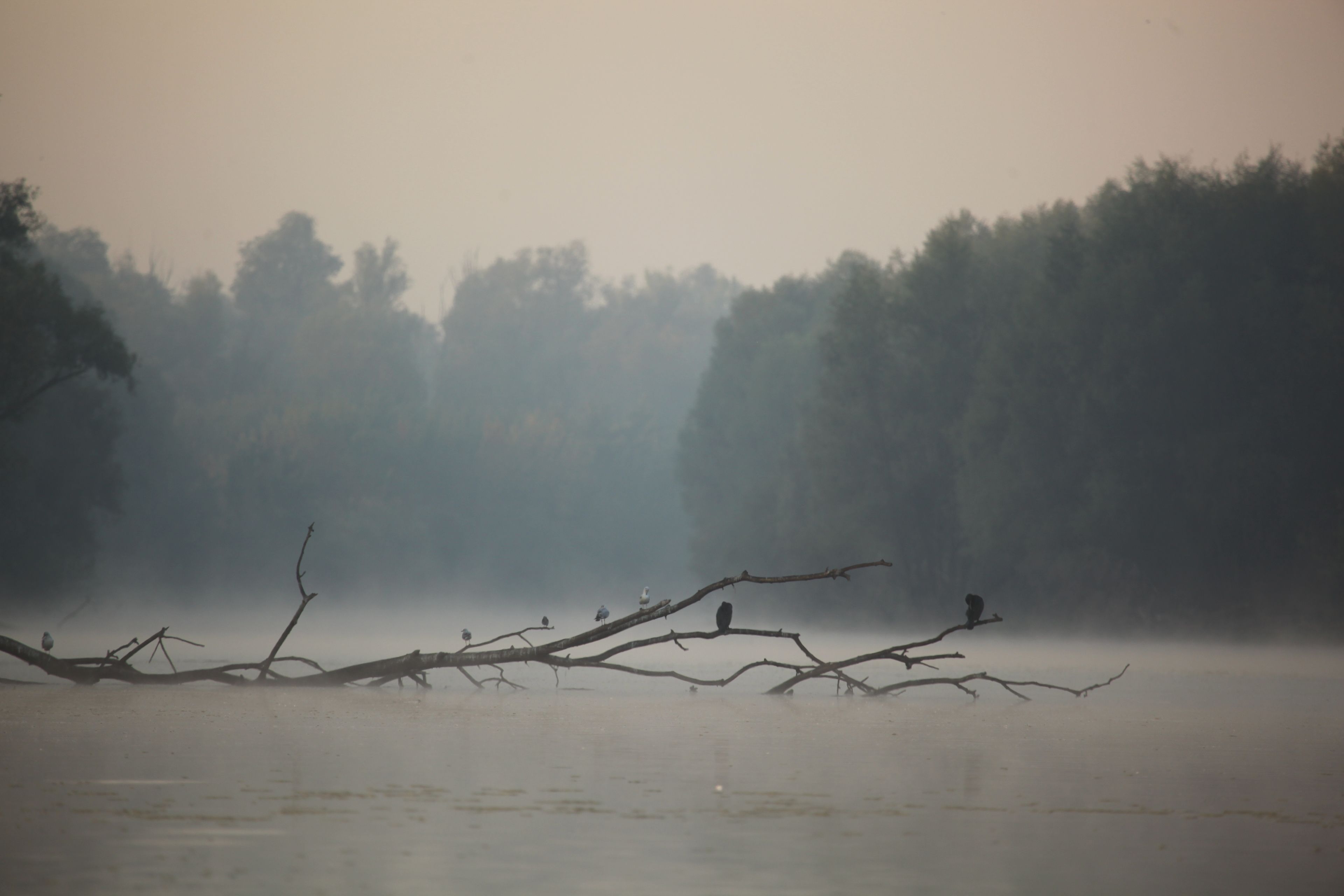 A foggy landscape with a fallen tree and birds perched on it.