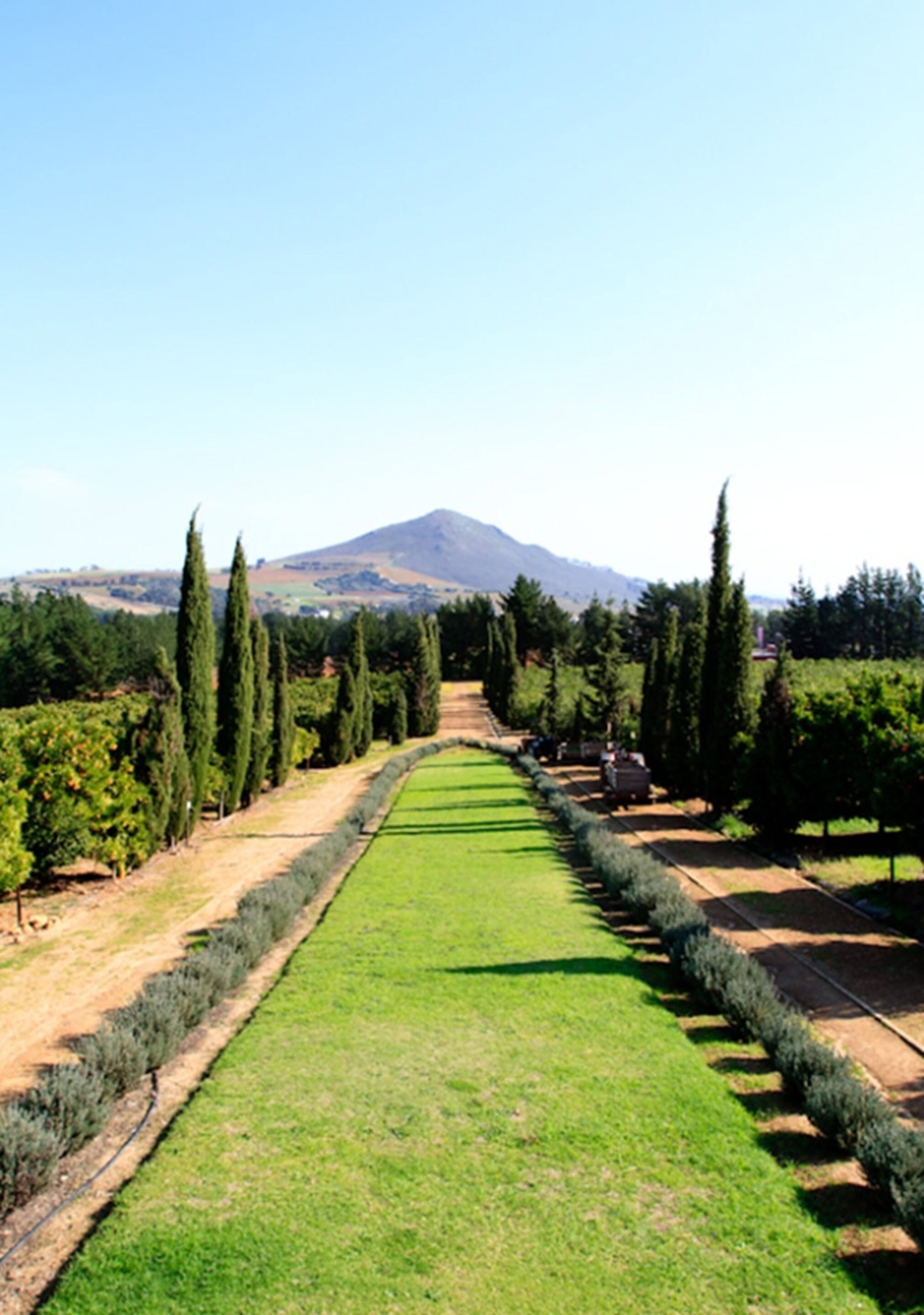 A vineyard with rows of grapevines and a mountain in the background.