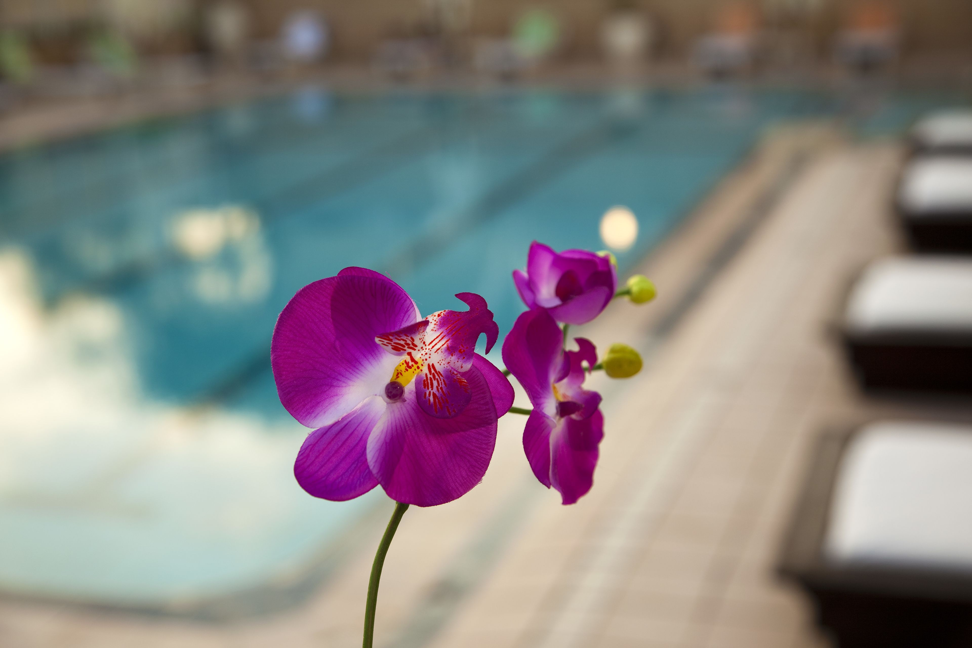 A poolside area with a flower in focus.