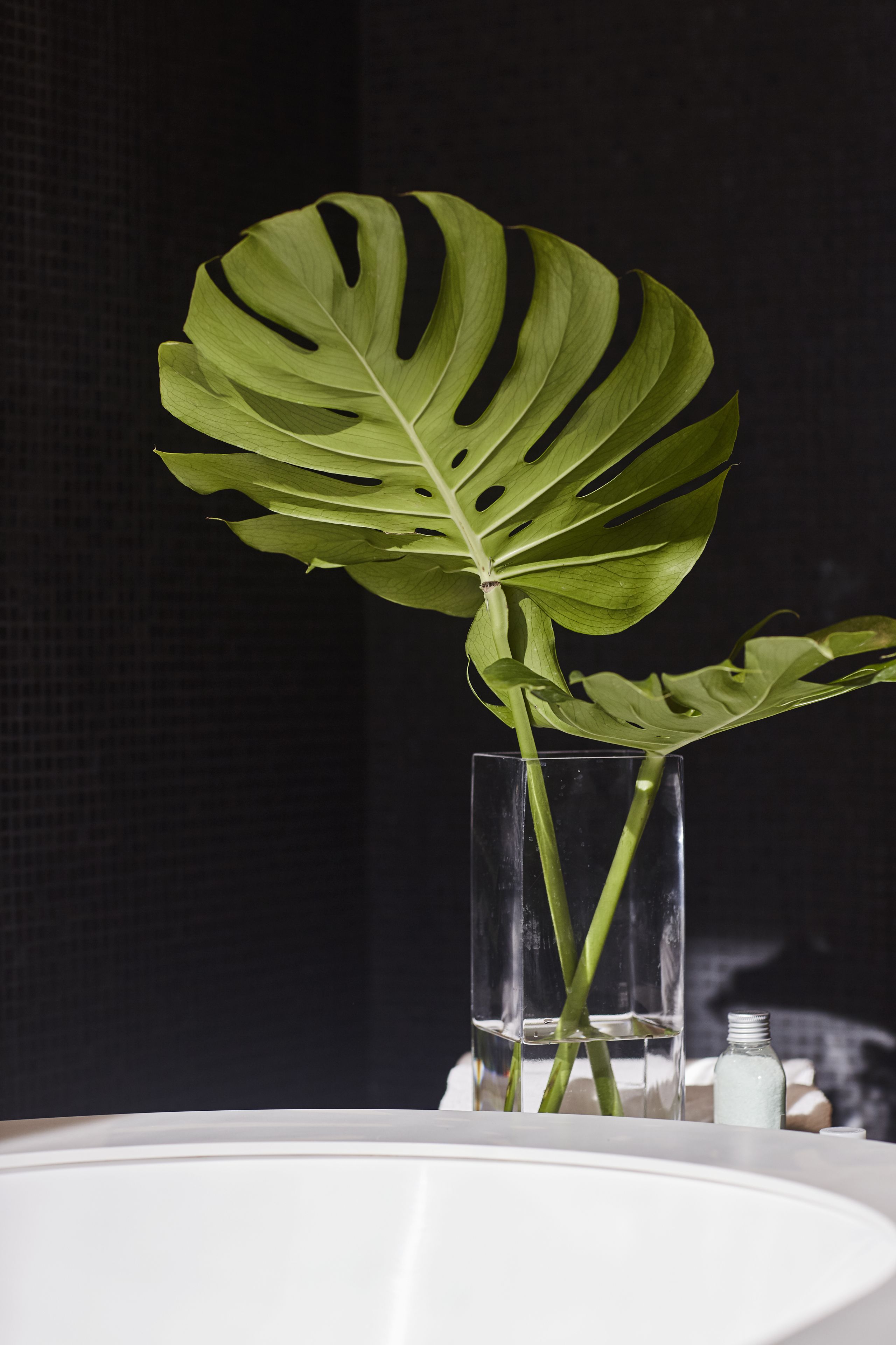 Una planta de monstera verde grande en un florero de vidrio transparente sobre una superficie blanca.