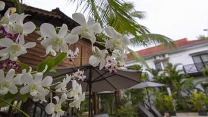 Un espacio exterior con orquídeas blancas, una estructura de madera y un edificio blanco al fondo.