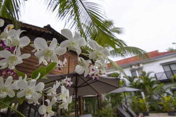 An outdoor area with white orchids, a wooden structure, and a white building in the background. - Apsara Greenland Boutique Hotel (Siem Reap)