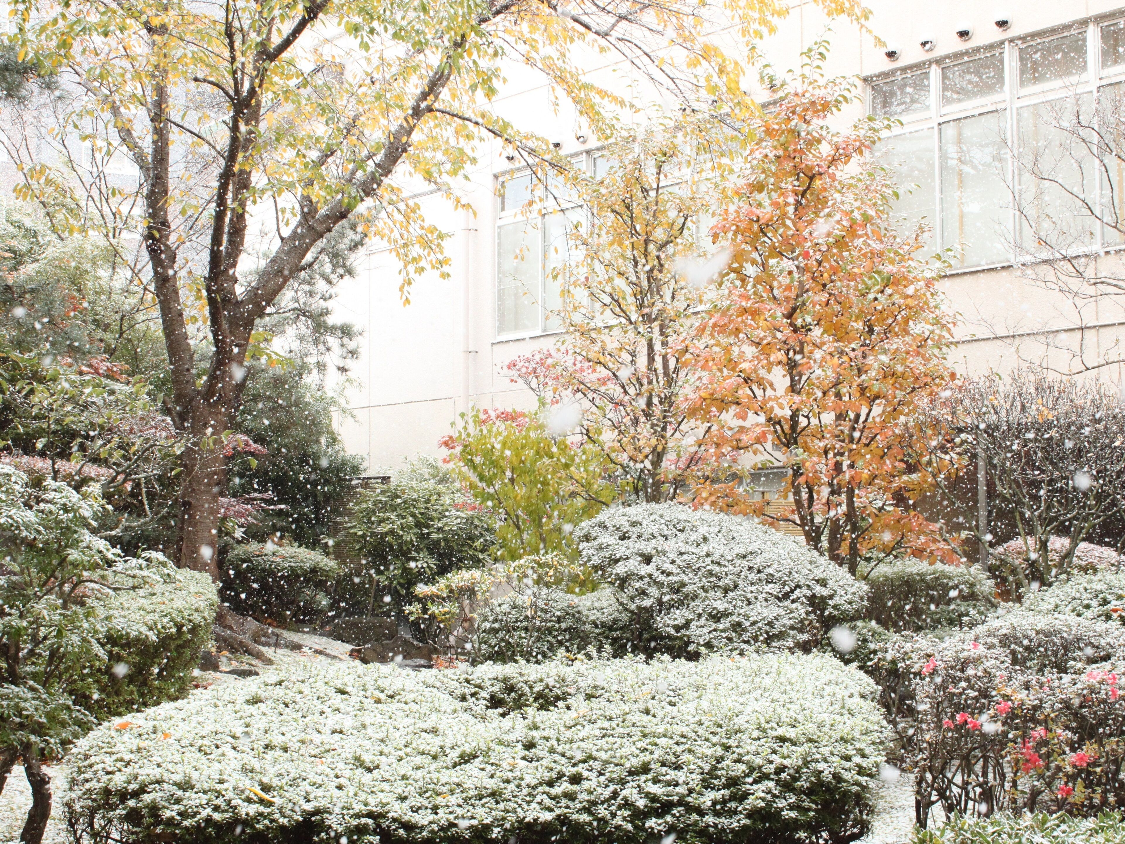 A snow-covered garden with various trees and shrubs.