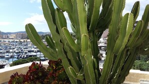 Een cactuss in het zicht van een jachthaven en gebouwen op de achtergrond.