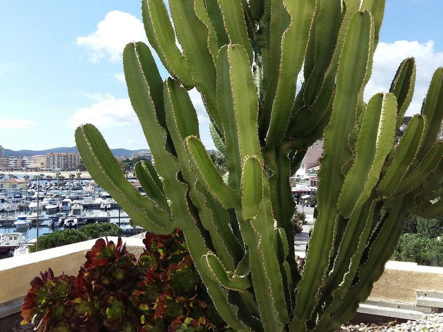 A cactus plant with a view of a marina and buildings in the background.