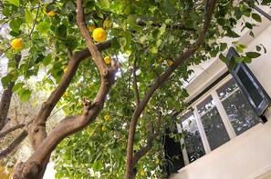 Garden - Athens Green Apartments (Athens)