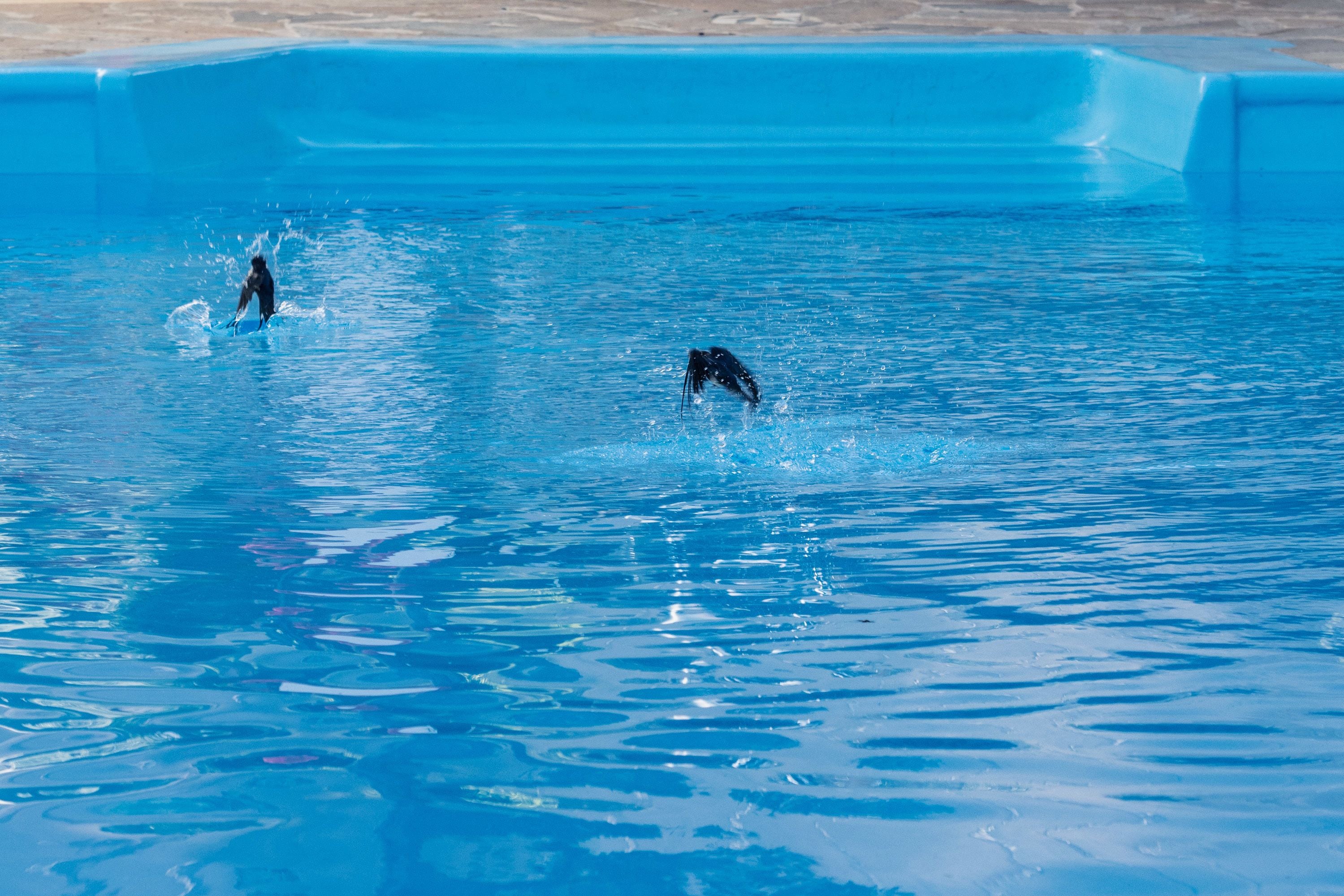 seasonal outdoor pool, open 10:30 am to 8:30 pm, pool umbrellas