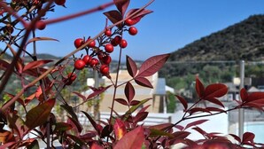 A plant with red berries and leaves, a clear blue sky, and a distant hill. - Filion Suites Resort & Spa (Mylopotamos)