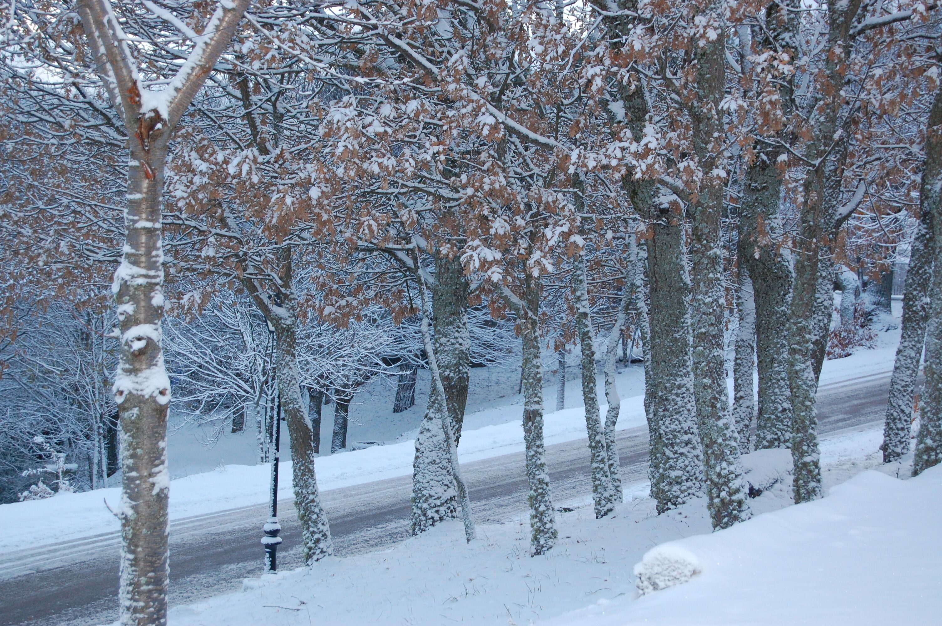 Una calle cubierta de nieve bordeada de árboles.