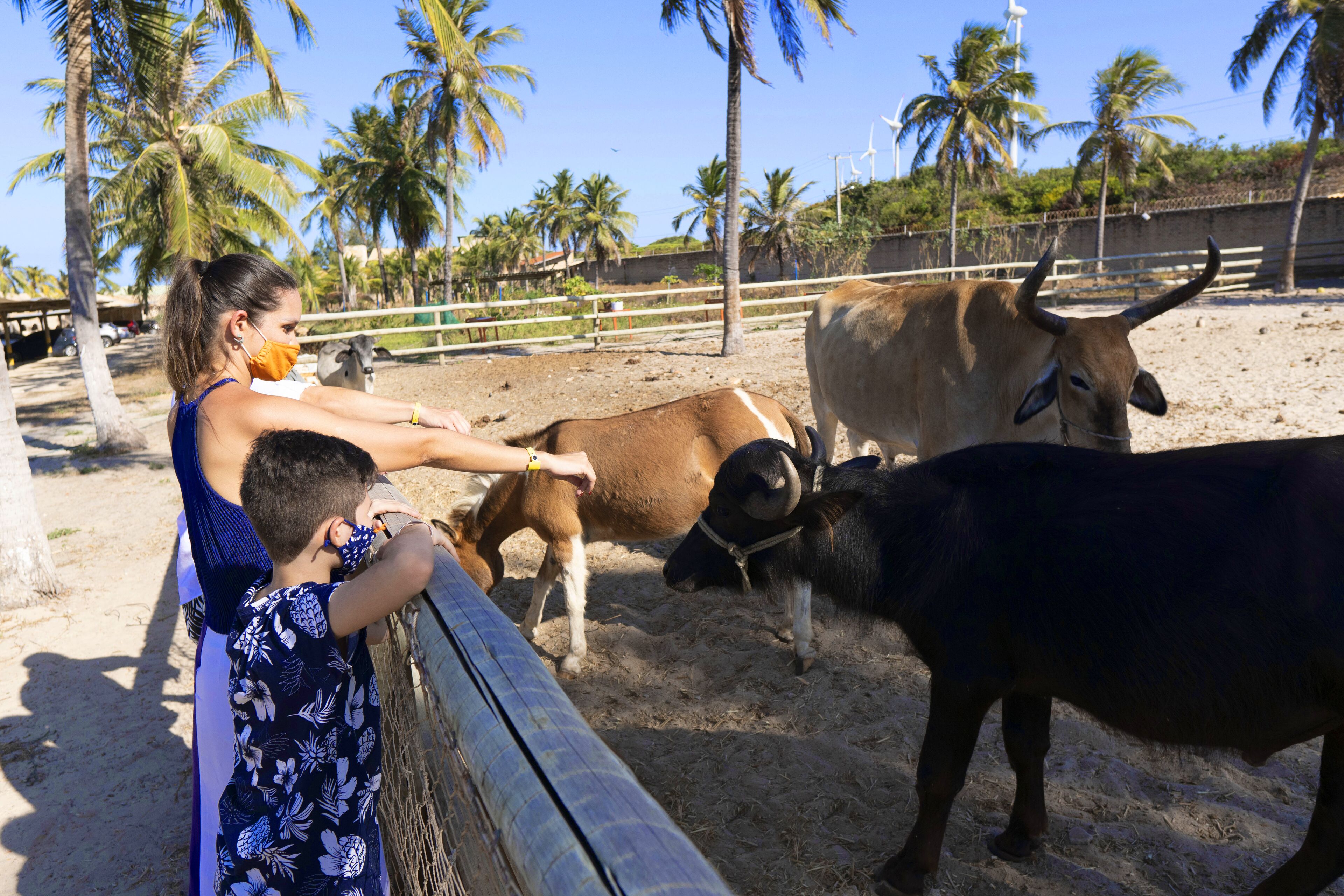 Uma área cercada com duas vacas e uma pessoa alimentando-as.