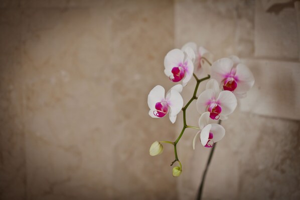 Primer plano de orquídeas blancas con centros rosados sobre un fondo beige con textura.