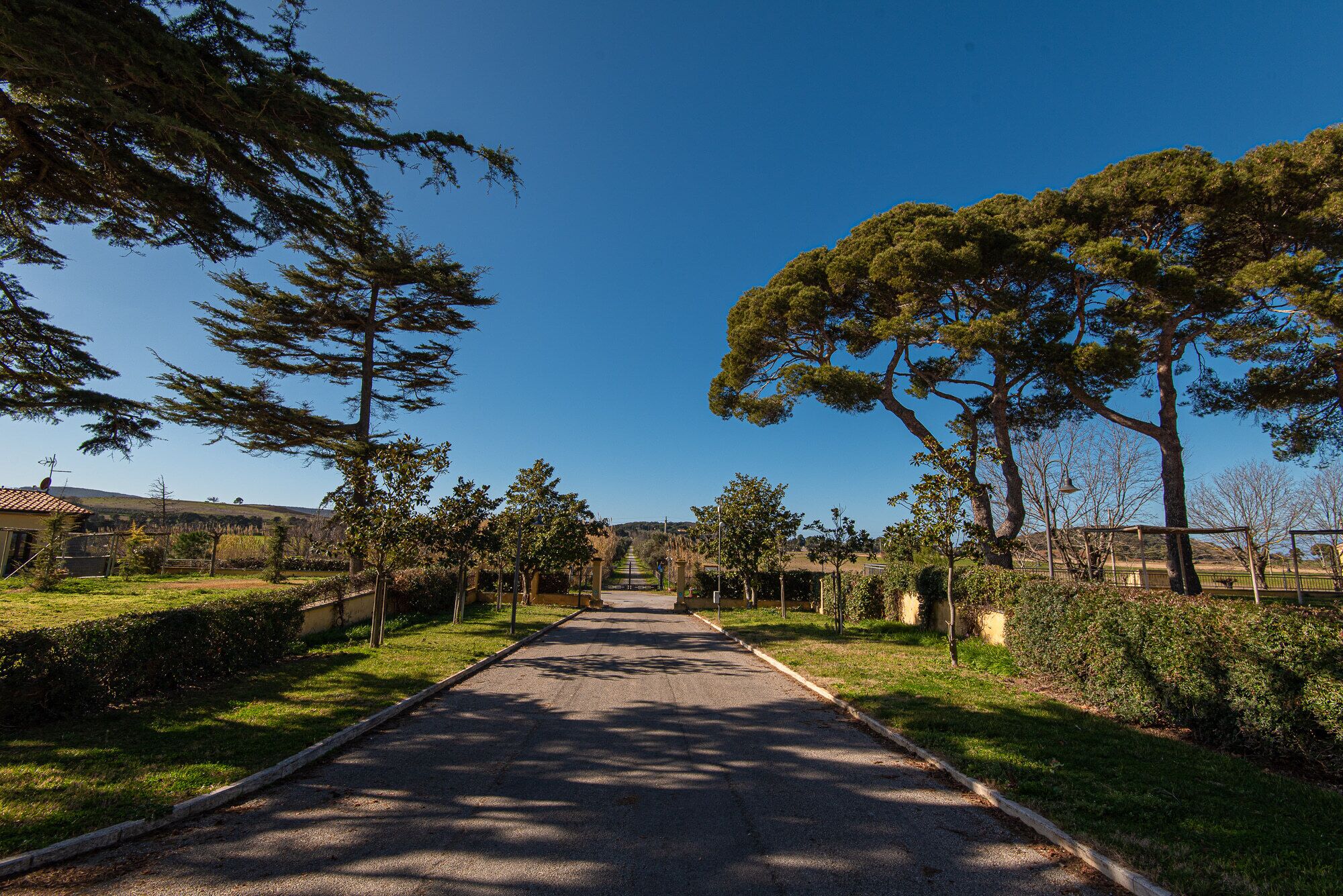 A paved pathway flanked by trees and greenery, leading towards a distant structure.