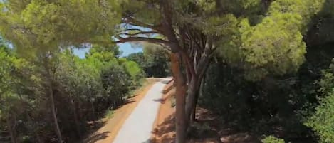 A narrow road flanked by dense trees and greenery.