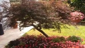 A garden with a variety of flowering plants and a tree. - Ostello di Bergamo (Bergamo)