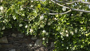 A garden with a stone wall, white flowers, and purple irises. - Les Chambres de la Métairie du Vauhariot (Cancale)
