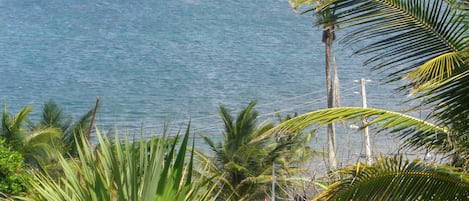 A view of the ocean with palm trees in the foreground.