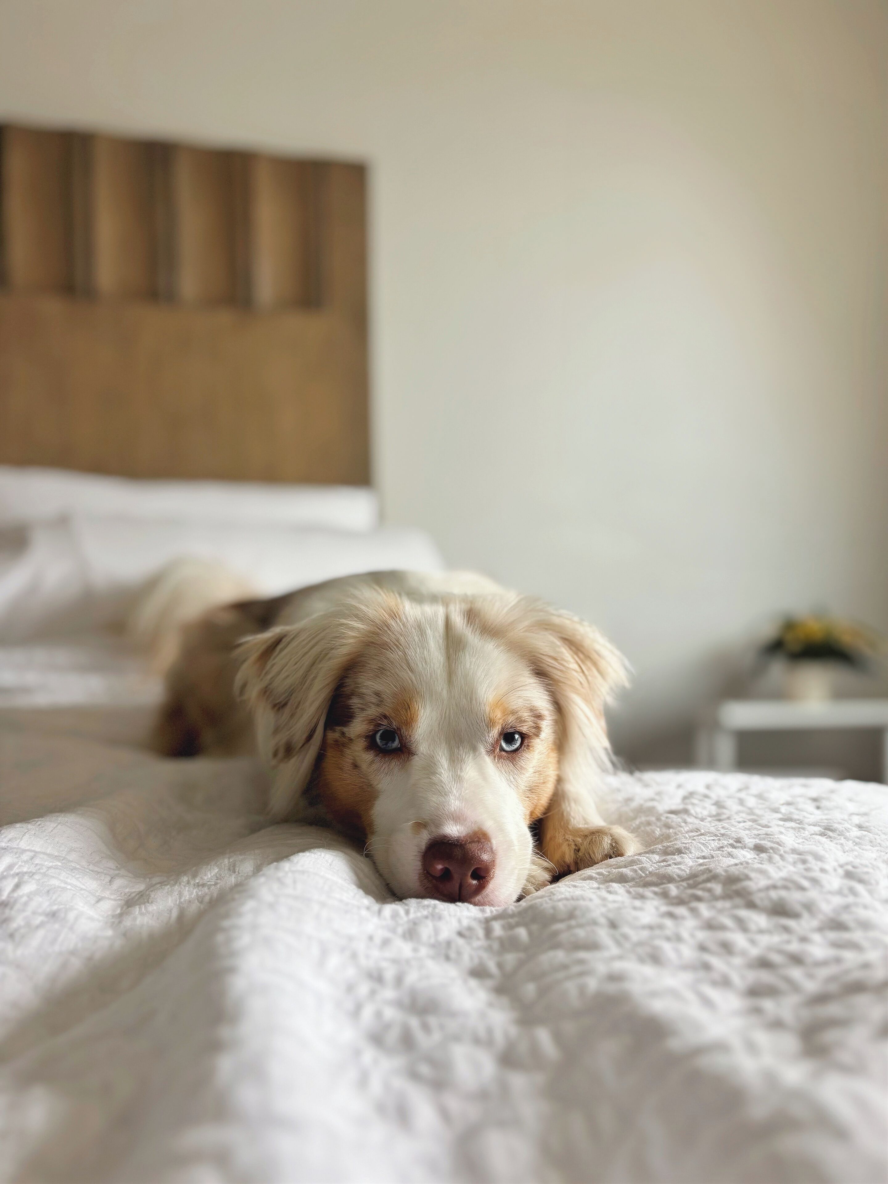 A dog lying on a bed with a wooden headboard and a white nightstand with a lamp.
